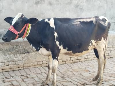 cow pure ferzion 03459752637