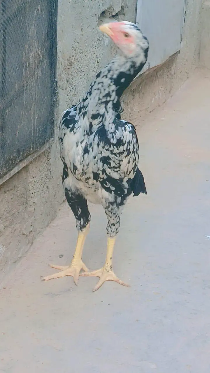 German O Shamo for Sale — photo 2