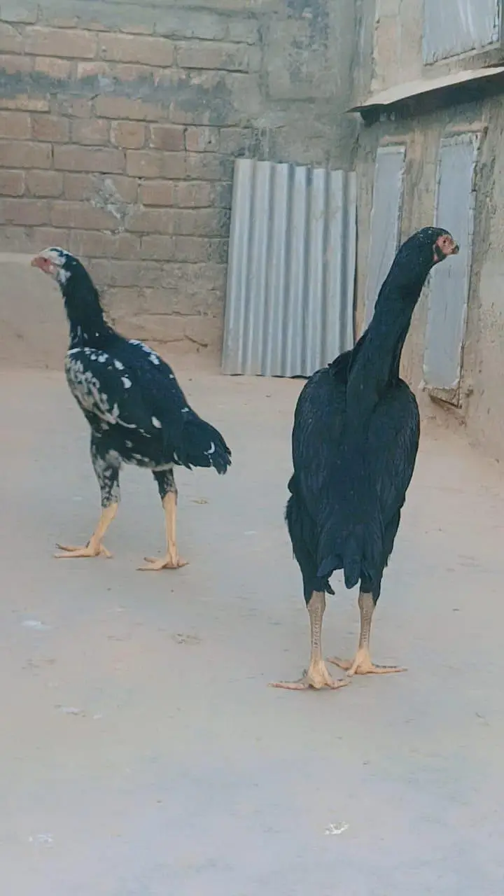 German O Shamo for Sale — photo 3