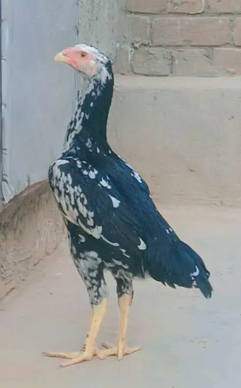 German O Shamo for Sale — photo 4