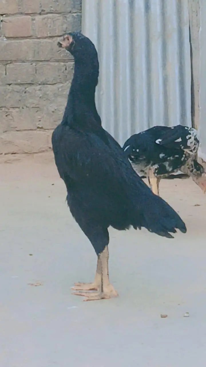 German O Shamo for Sale — photo 6