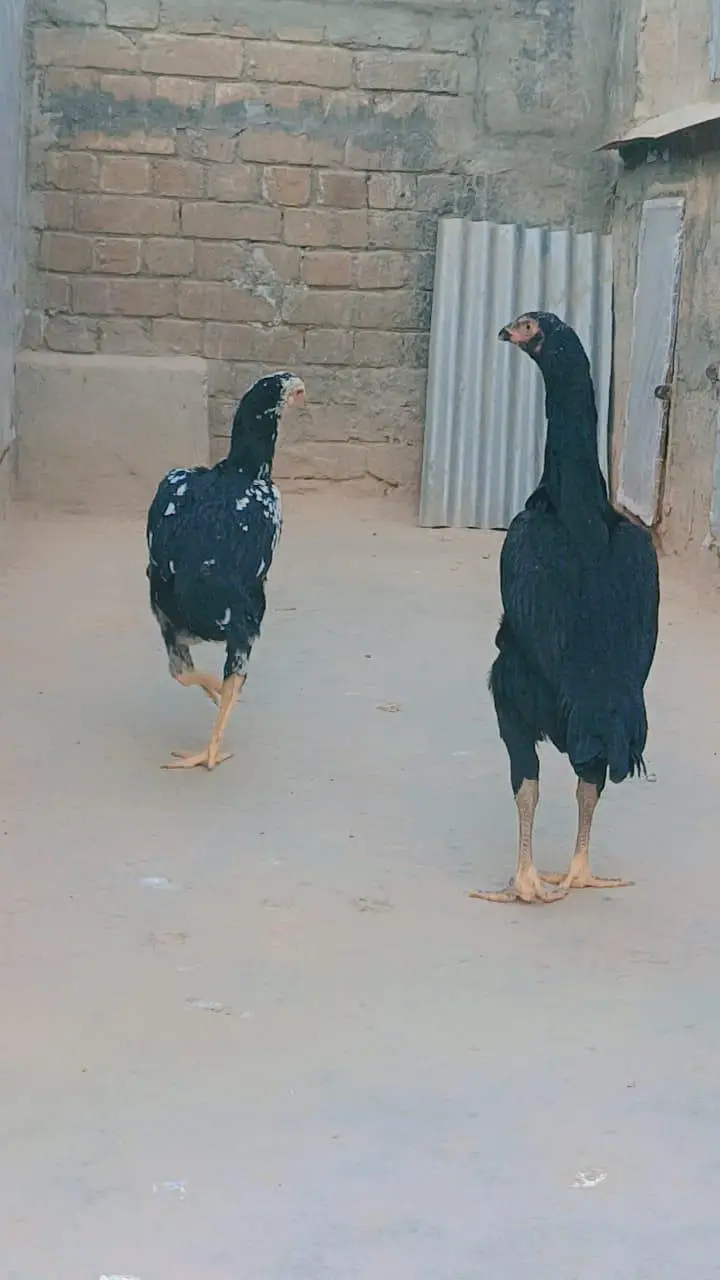 German O Shamo for Sale — photo 9