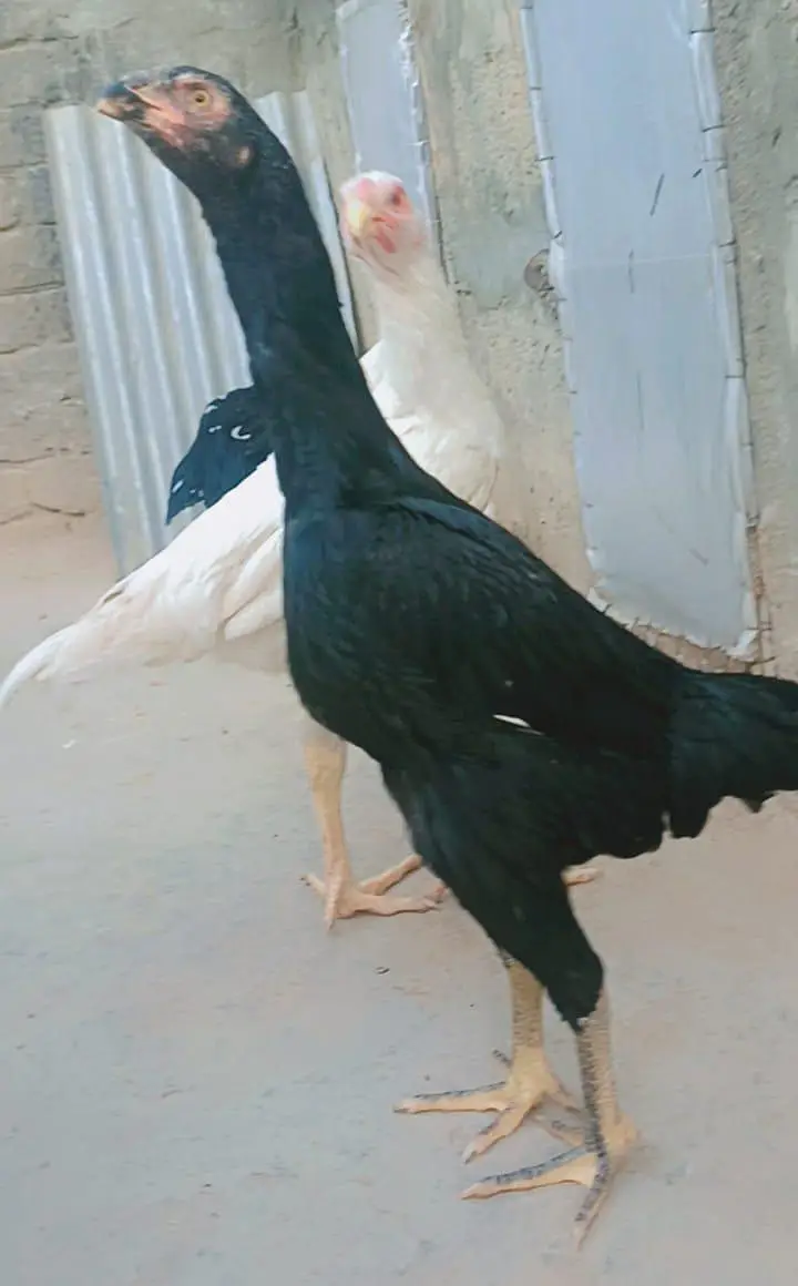 German O Shamo for Sale — photo 10