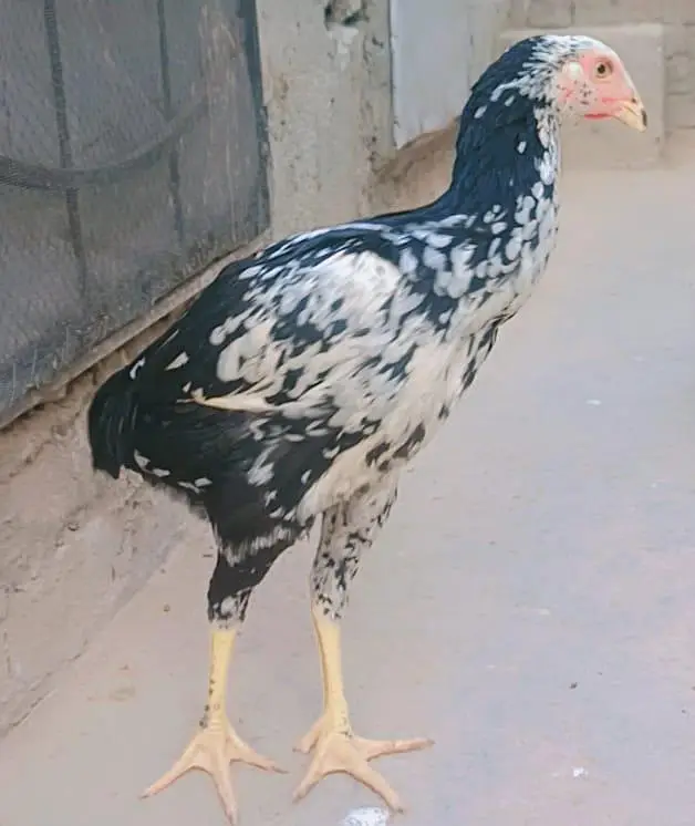 German O Shamo for Sale — photo 11