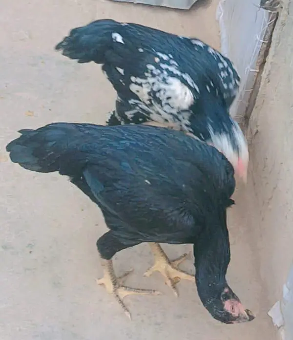 German O Shamo for Sale — photo 12