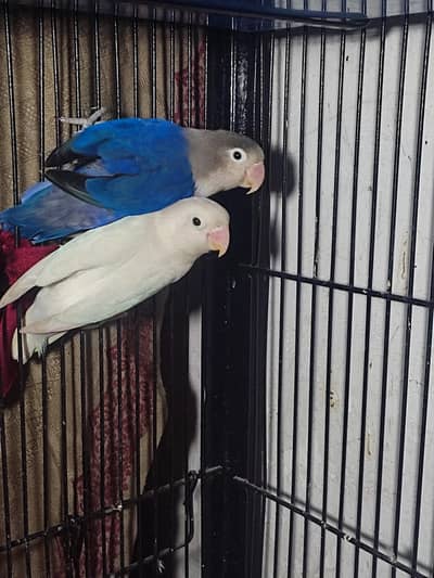 Albaino black eye split male or bule fishri ki female  breeder pair