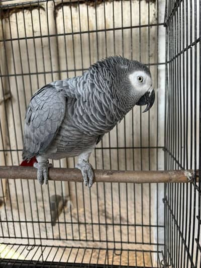 african grey female parrot urgent for sale