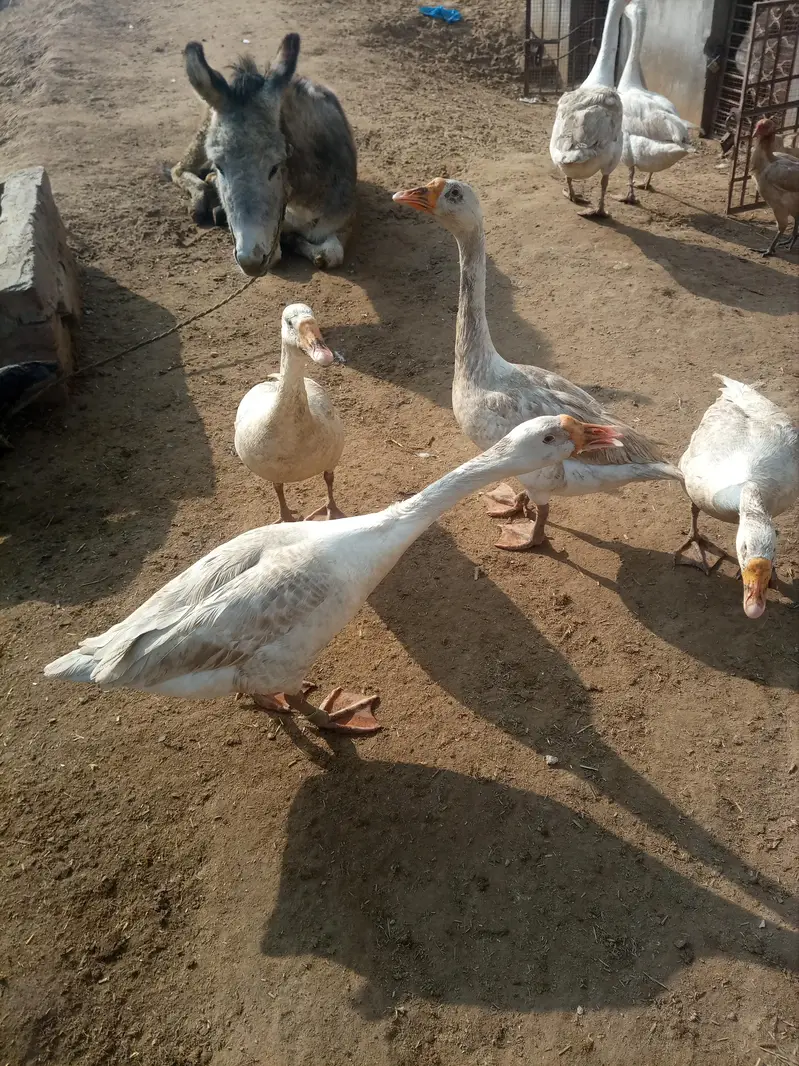 Aseel pahty — photo 3