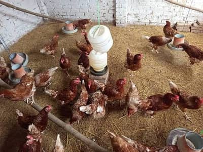 Lohmann Brown Hens Daily Egg lying Hen