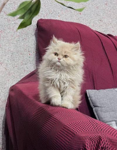 Cat ᐷPersian ᐷBlue eyes ᐷBaby kitten ᐷPunch faceᐷ3 kot