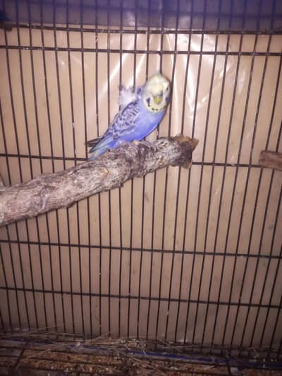 hogoromo healthy  and active