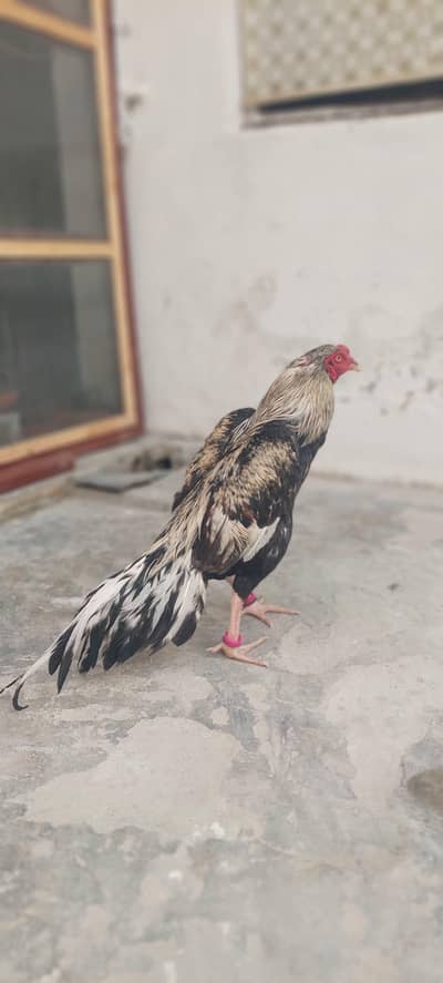 original aseel sawa brand