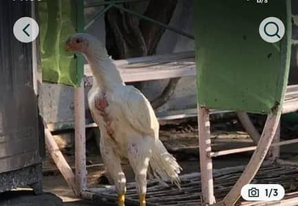 Parrot big. murga age 3month farsalmWhatsApp nu 0301.35. 64.795