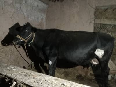 Cow. With female calf