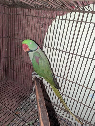 raw male for sale health and active