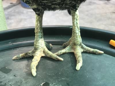 Top high quality lasani jora