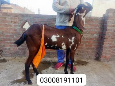 nagri bakri or 1 uska bacha