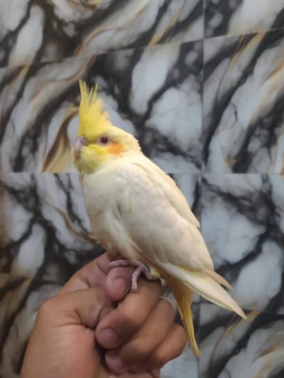 hand tamed Red eyes cocktail