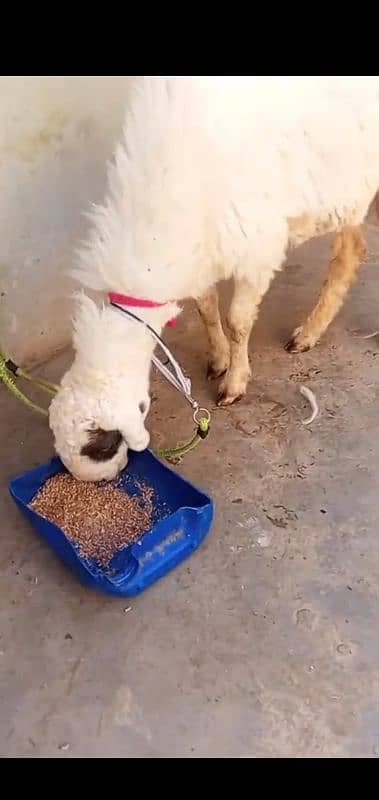 Dumbi for sale with female kid full active and healthy