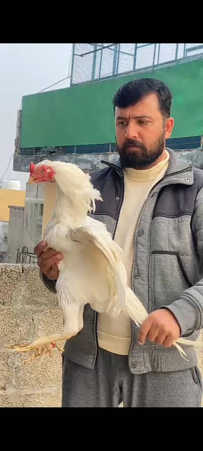 Heera Murgha Chicks for sale