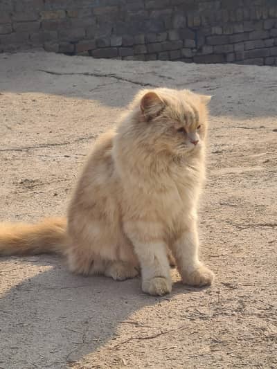 Persian Cat   Age 2 Year  Sex Female