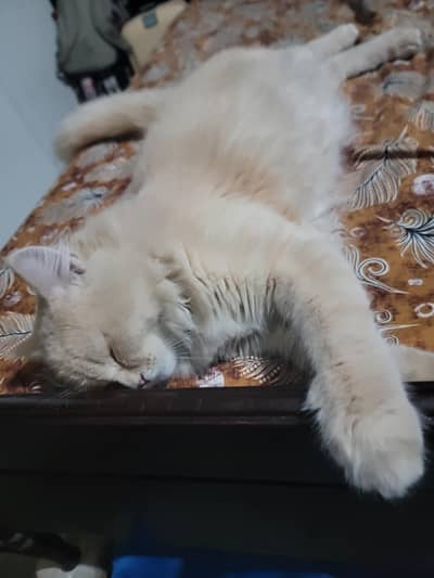 double coat persian cat male