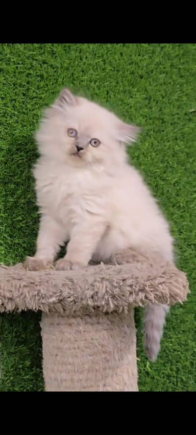 pure Persian cat vaccinated triple coted and little trend
