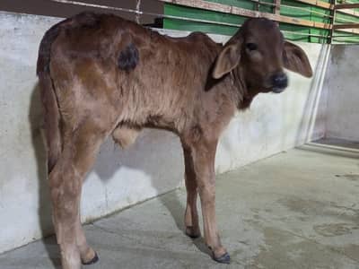 M apni cow sale kr rha ho