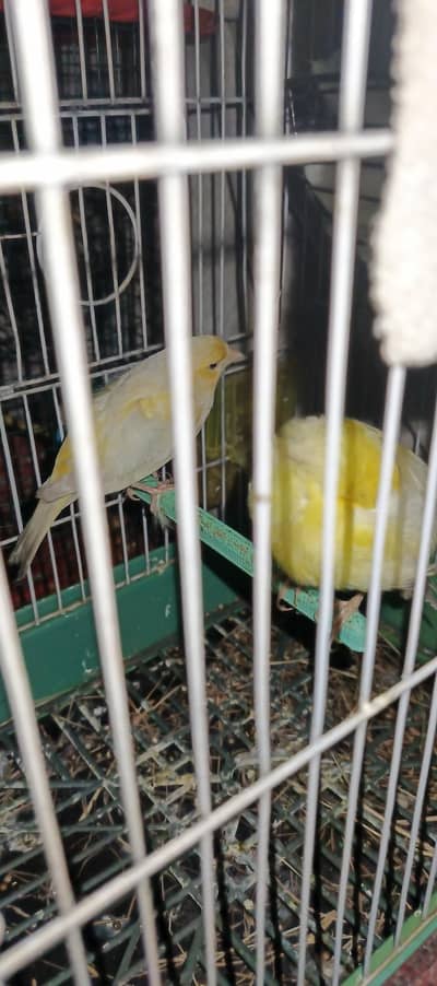 کنیری برڈ  پیئر کیچ کے ہے