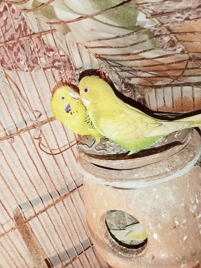 Breeder pair for sale in reasonable price