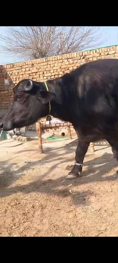 pure naili Ravi Buffalo pehla sowa dilver Krna ha