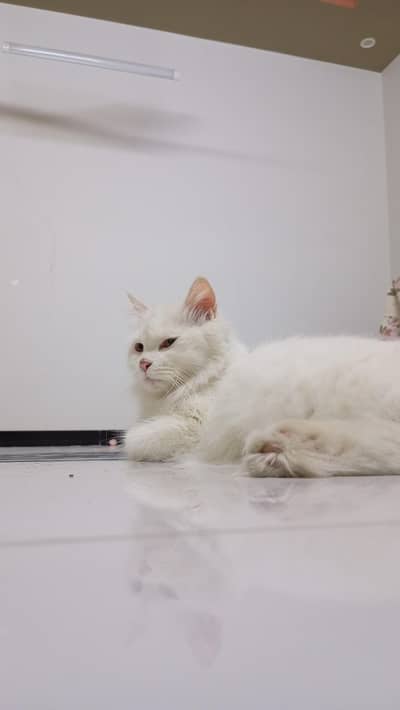 pure Persian pregnant female