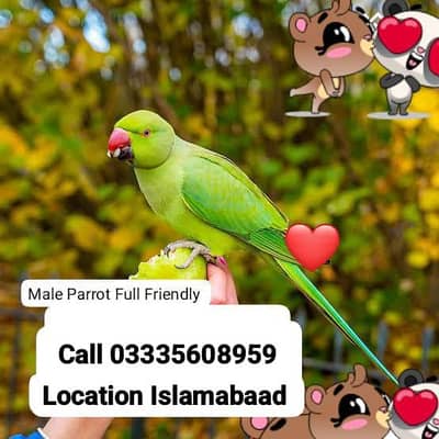 Hand Tamed Full Friendly Green Ring Neck Male Parrot Jumbo Size