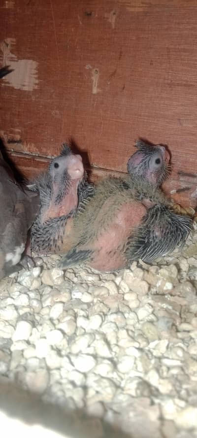 cocktail baby for sall