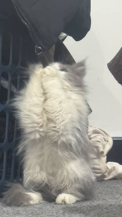 Persian cat 3 coat