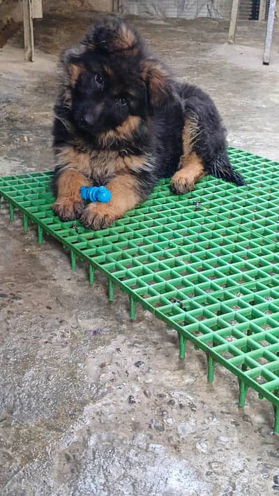 German Shepherd Female puppy