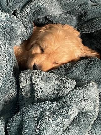 Golden Retriever American