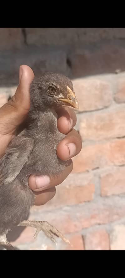 ASEEL chiks sale pure ASEEL 1500 ka 1 2500 ka 2