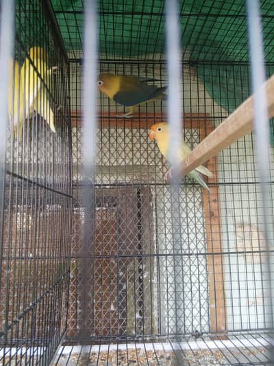 love bird mix motition full setup with 2 master folding cage for sell