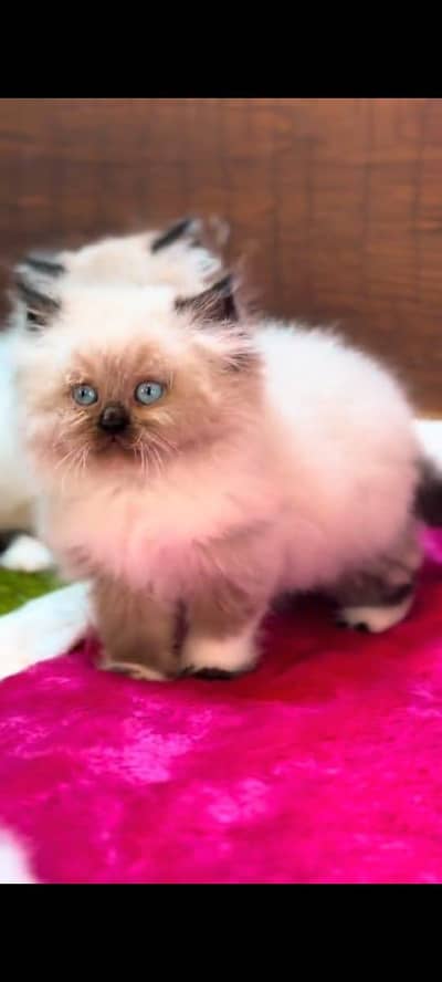 pure Persian cat vaccinated triple coted WhatsApp 03317823482