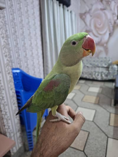 Raw Parrot