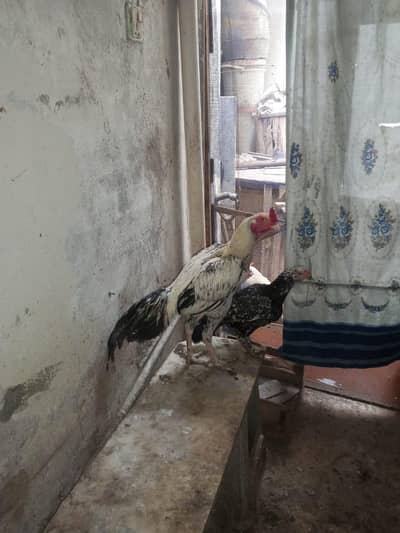 Aseel Sindhi cock