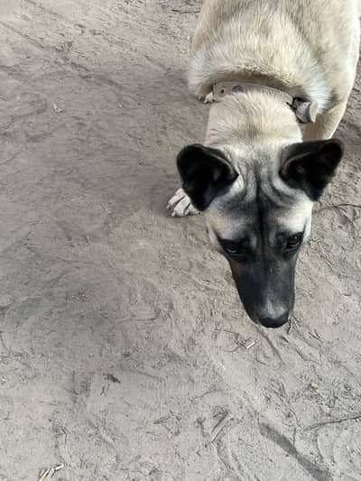 Healthy Dog For sale