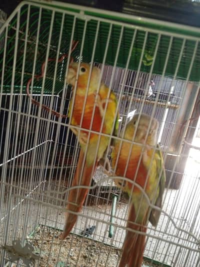 pineapple conure
