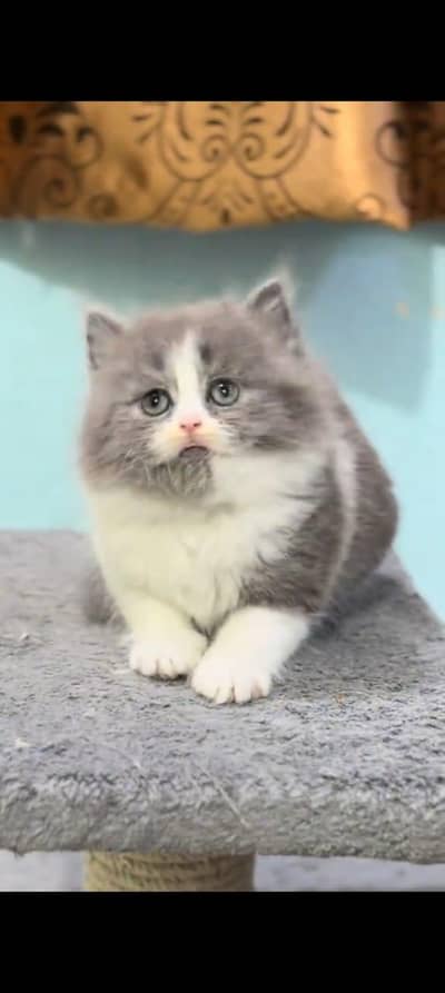 Persian cat vaccinated littler ternd WhatsApp/0331/7823482//