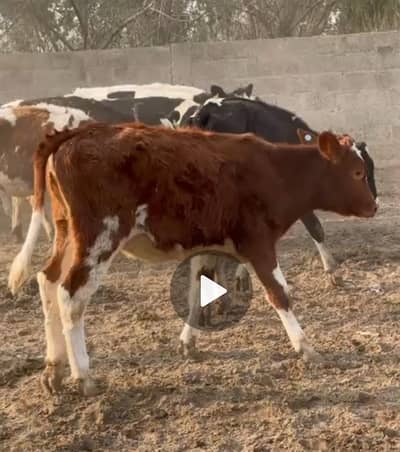 Pure Dutch heifers sale/ Heifers for Sale/ milking buffalo for sale