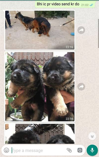 Shepherd puppy double coat black marks degree parents