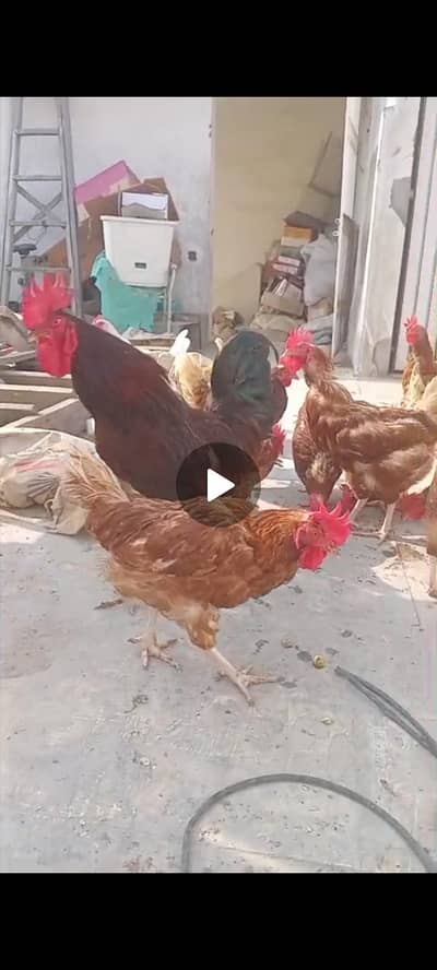 Lohman brown hens eggs derhi hain roz