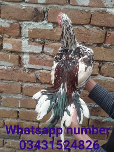 aseel murga/ murgi/ pair  /.      03431524826