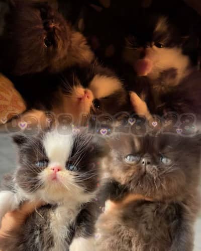 Persian peki face kittens